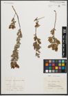Foto von Salix starkeana Willd.